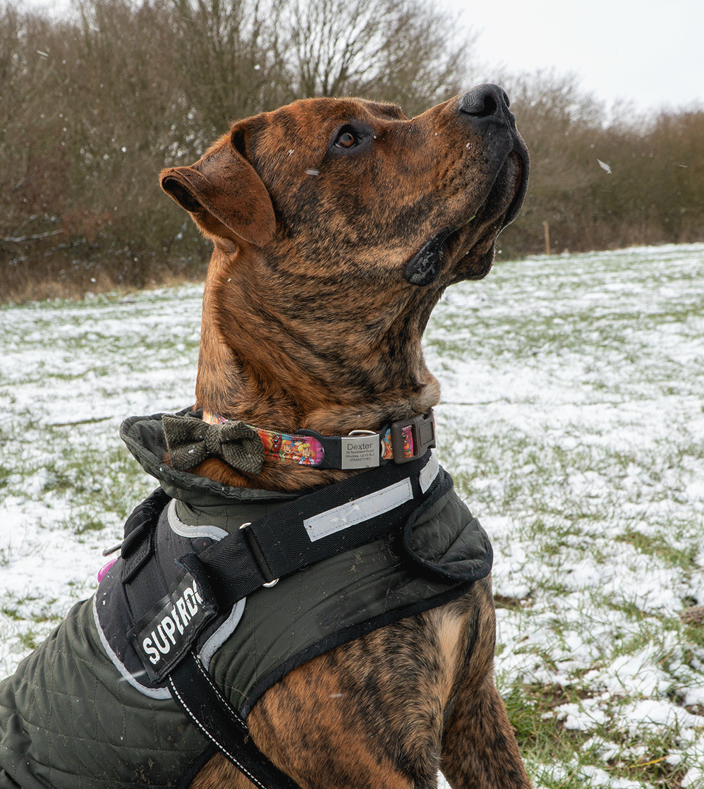 Mud Dogs Mud Dogs Boots