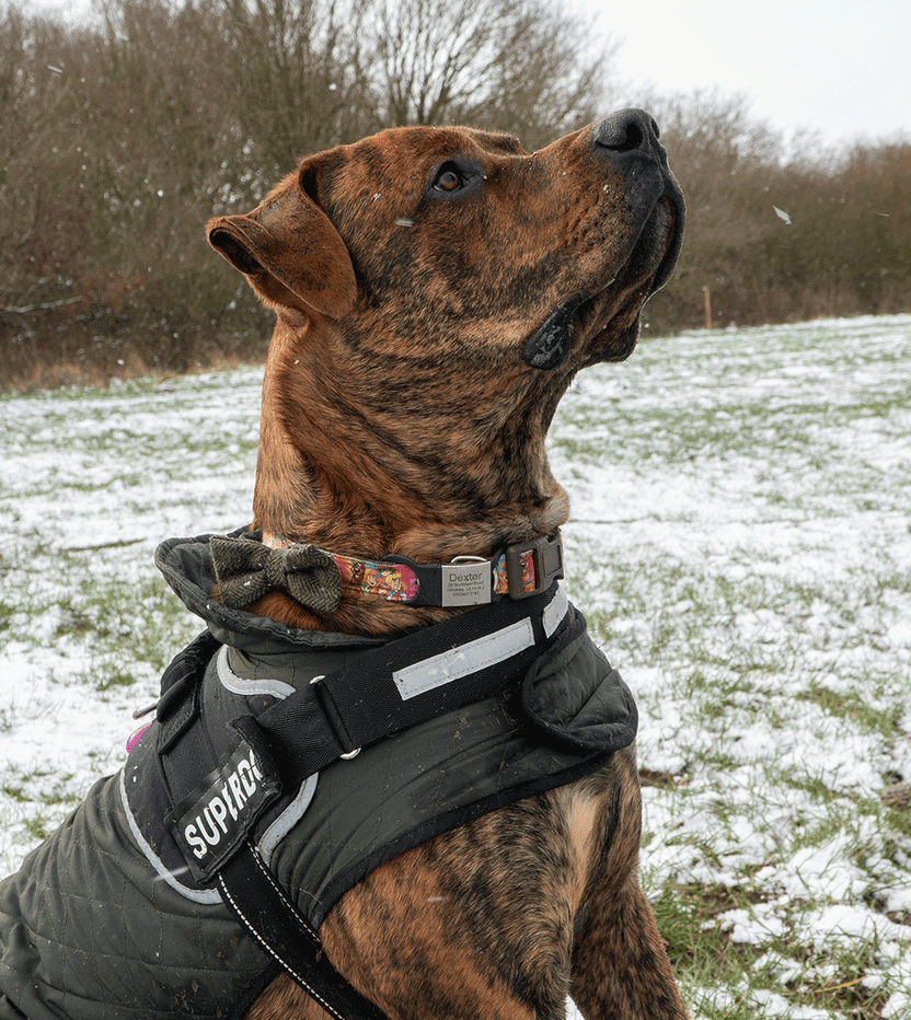 Mud Dogs | Mud Dogs Boots